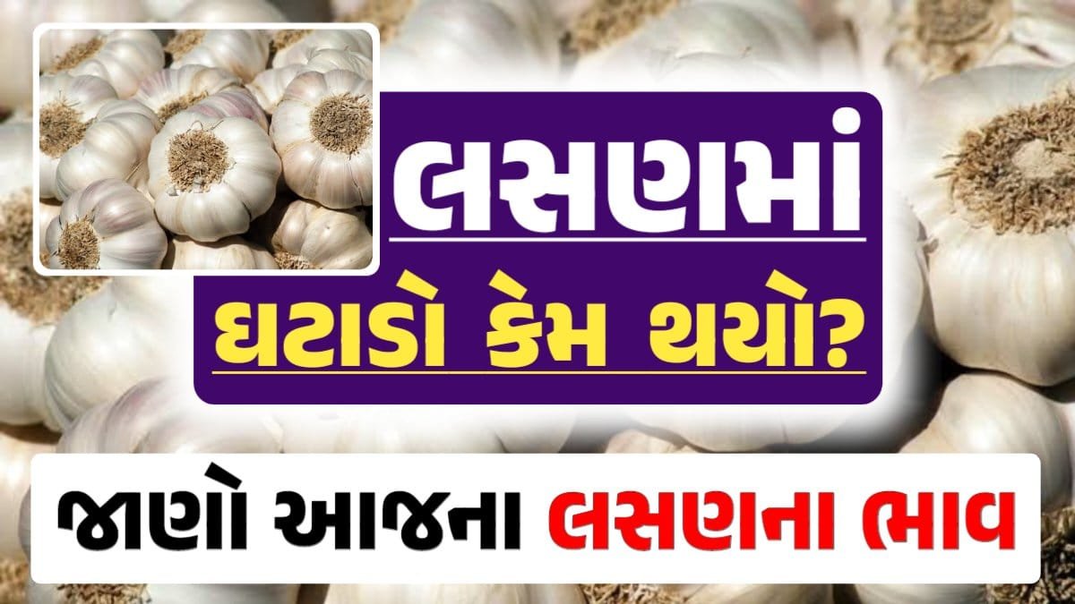 લસણ, લસણના બજાર, Lasan Bajar bhav, Today Garlic Price, lasan bhav loksahay.com