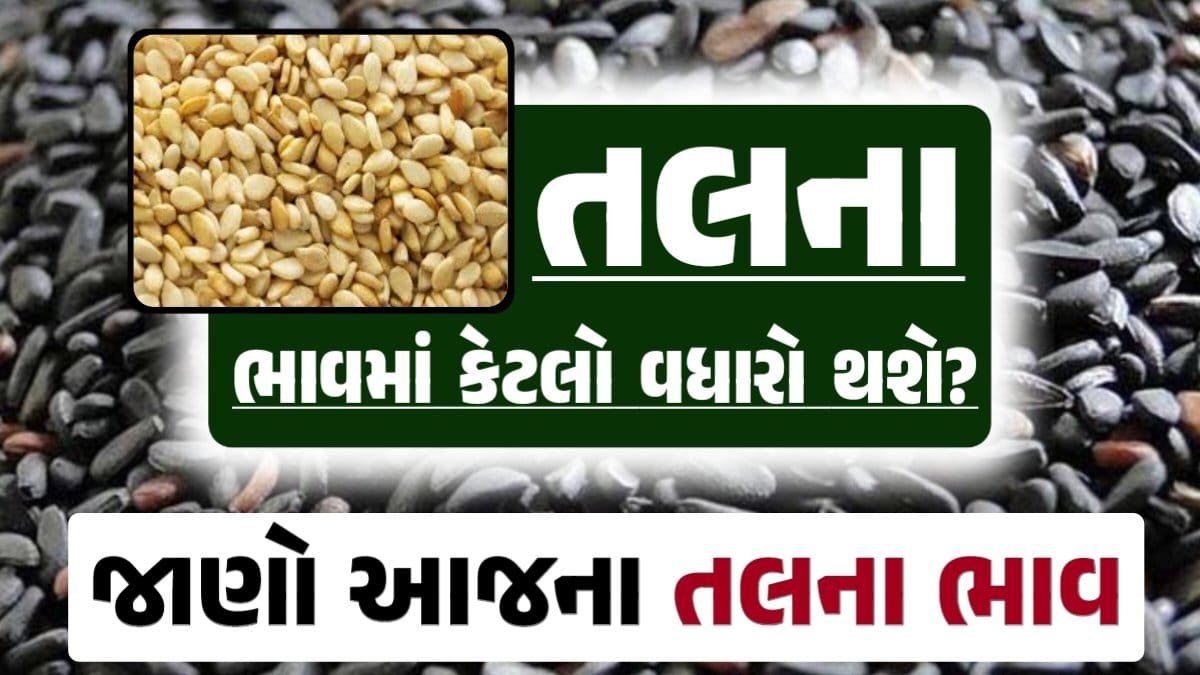 Tal price 09-07-2024 આજના સફેદ અને કાળા તલ ના બજાર ભાવ loksahay.com