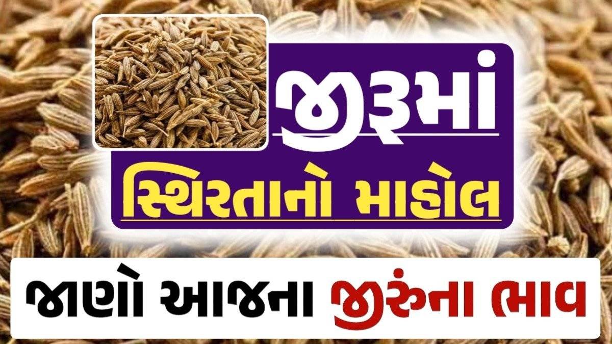 jiru Price 06-09-2024 આજના જીરૂના ભાવ, ઊંઝા જીરૂના ભાવ, Unjha Jeera Price, loksahay.com