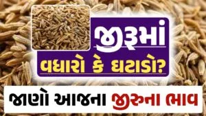 Jiru Rate, 06-09-2024 આજના જીરૂના ભાવ, ઊંઝા જીરૂના ભાવ, Unjha Jeera Price, loksahay.com