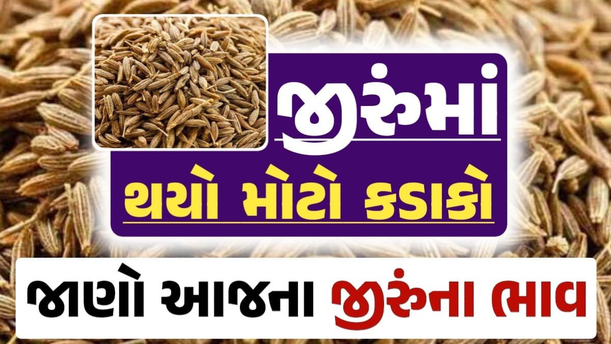 જીરાના ભાવ, જીરુંના બજાર ભાવ, Today Jiru Price, આજના જીરૂંના ભાવ, ઊંઝા જીરૂંના ભાવ, Unjha Jeera Price, જીરુંના ભાવ, જીરું ભાવ 2024, જીરુ, jeeru, jeera Price, જીરું, loksahay.com