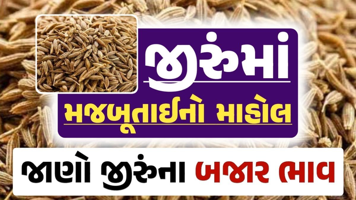 Today Jiru Rate, 11-09-2024 આજના જીરૂંના ભાવ, ઊંઝા જીરૂંના ભાવ, Unjha Jeera Price, loksahay.com