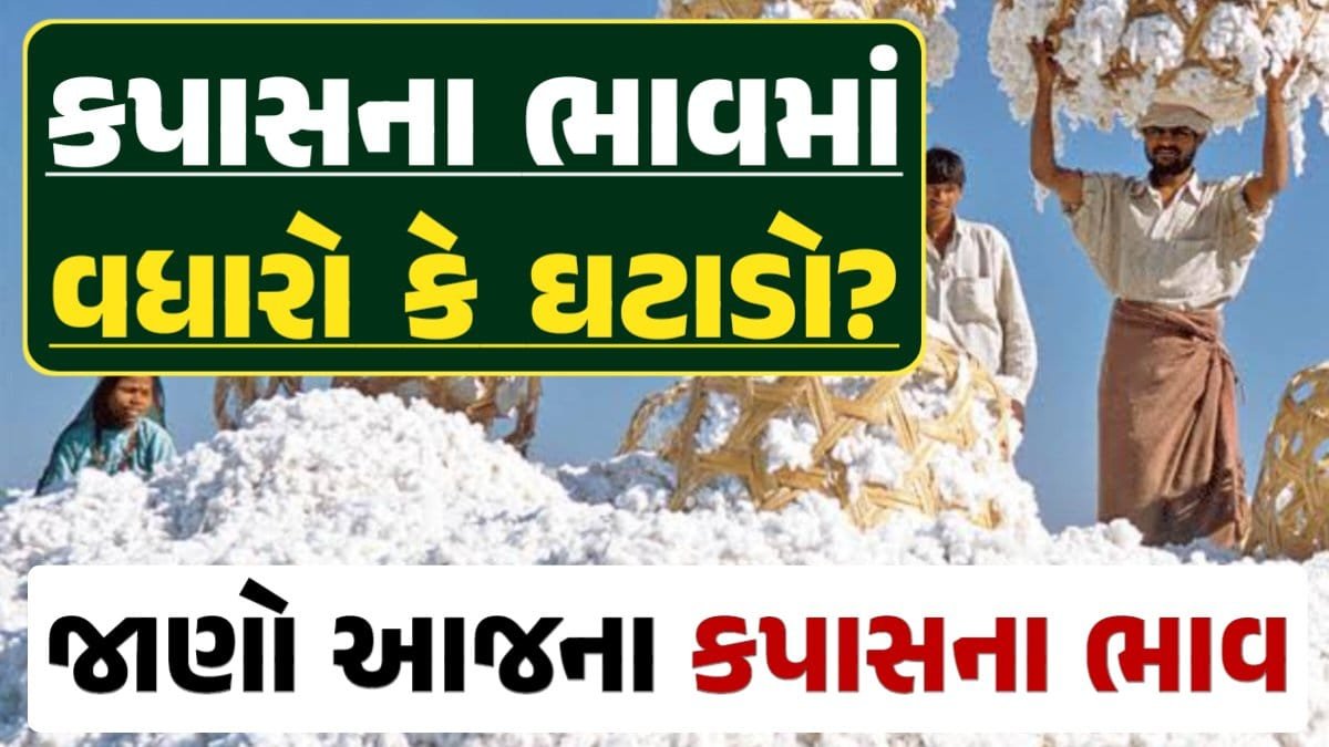 કપાસ, Cotton Price Today, કપાસના ભાવ, કપાસના બજાર ભાવ, Cotton Rate, Loksahay.com