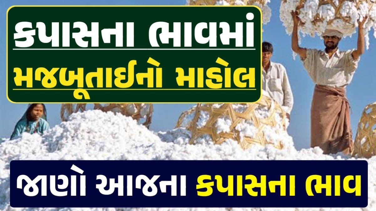 આજના કપાસ ના ભાવ, કપાસ ભાવ, Cotton Price 2024, કપાસના ભાવ, કપાસના બજાર ભાવ, Cotton Rate, કપાસના બજાર ભાવ 2024, Cotton Price 2024, Loksahay.com