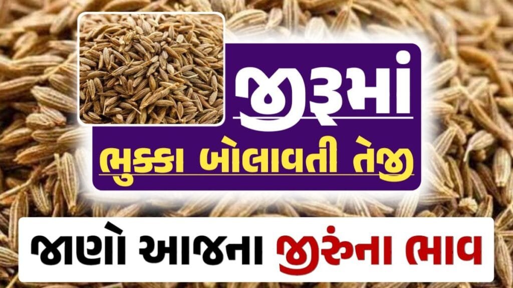 જીરુંના બજાર ભાવ, Today Jiru Price, 12-09-2024 આજના જીરૂંના ભાવ, ઊંઝા જીરૂંના ભાવ, Unjha Jeera Price, જીરુંના ભાવ,
loksahay.com