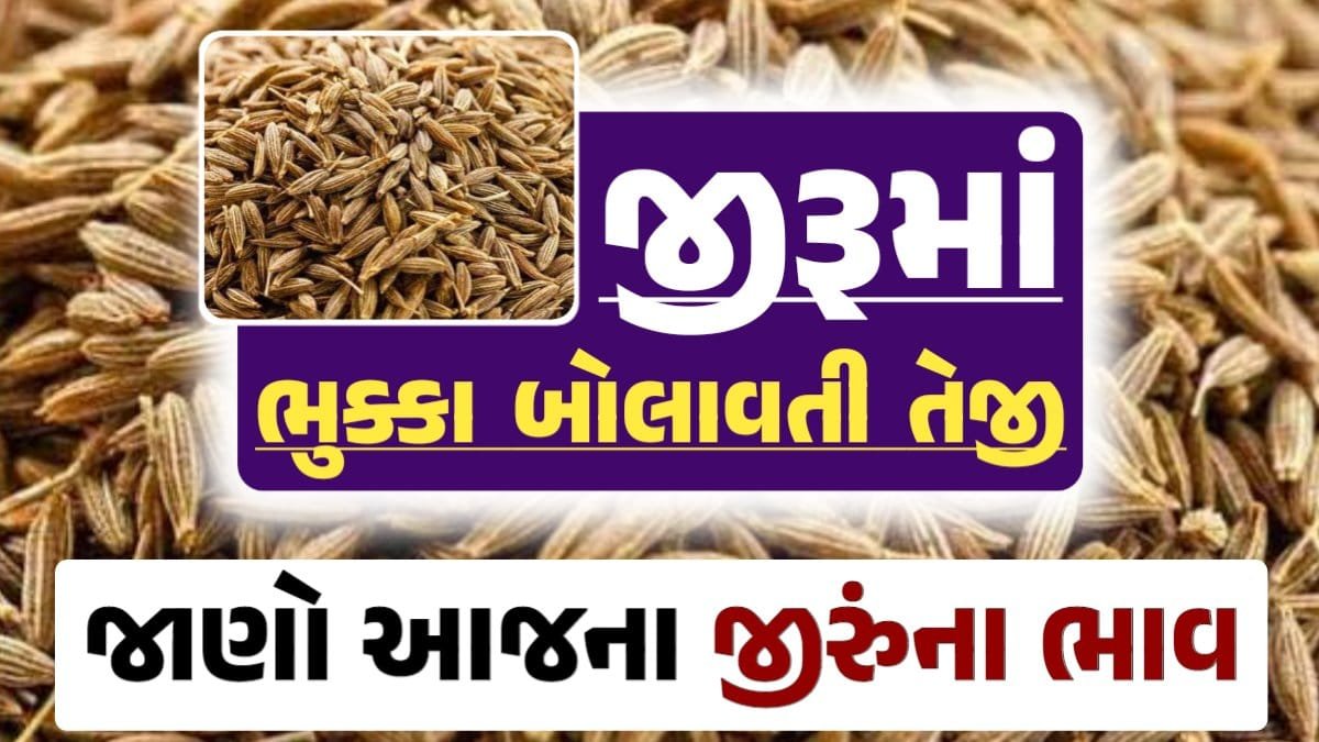 જીરુંના બજાર ભાવ 2024, Today Jiru Price, 12-09-2024 આજના જીરૂંના ભાવ, ઊંઝા જીરૂંના ભાવ, Unjha Jeera Price, જીરું ભાવ, loksahay.com