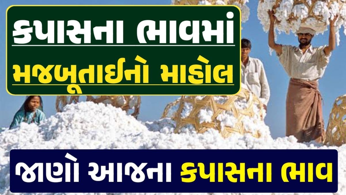 કપાસ, Cotton Price, કપાસના ભાવ, કપાસના બજાર ભાવ, Cotton Rate, Loksahay.com