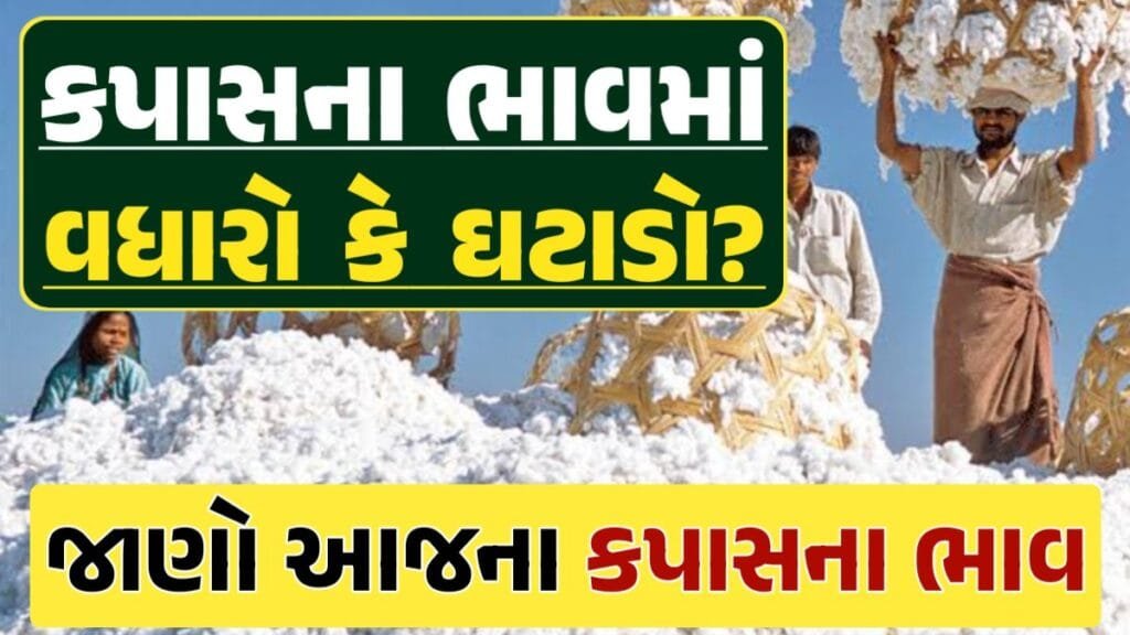 કપાસ ભાવ, Cotton Price 2024, કપાસના ભાવ, કપાસના બજાર ભાવ, Cotton Rate, કપાસના બજાર ભાવ 2024 Loksahay.com