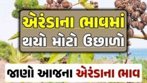 એરંડા બજાર ભાવ, એરંડા 2024, Eranda Price 2024, એરંડા ભાવ 2024, આજના એરંડાના બજાર ભાવ, એરંડાના ભાવ, બજાર ભાવ, એરંડામાં તેજી, એરંડા ભાવ, loksahay.com