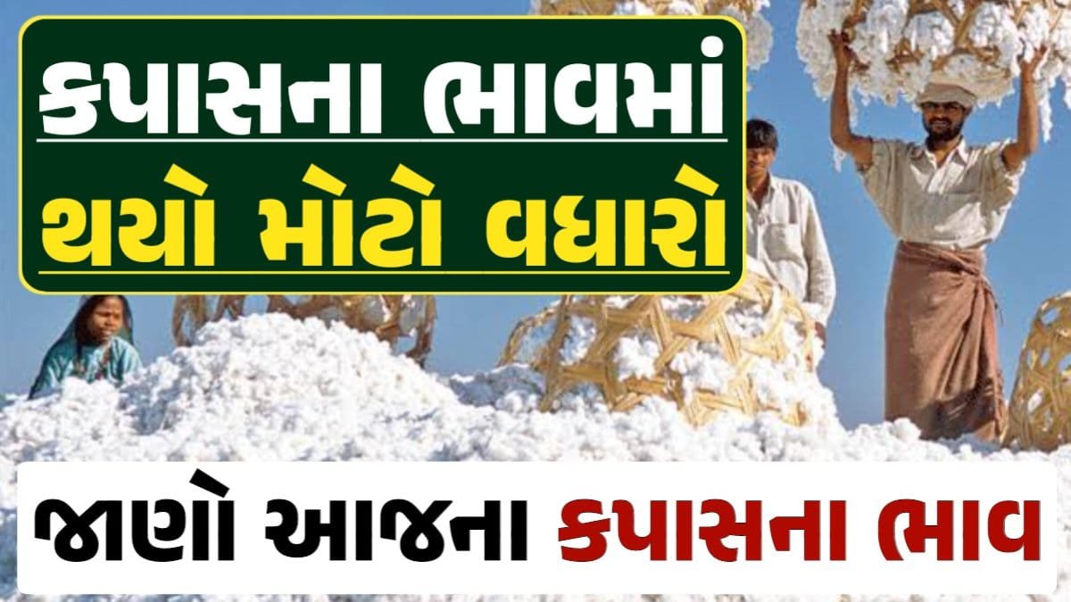 કપાસ ભાવ, Cotton Price, કપાસના ભાવ, કપાસના બજાર ભાવ, Cotton Rate, કપાસના બજાર ભાવ 2024 Loksahay.com