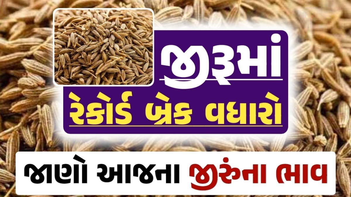 જીરુંના બજાર ભાવ, Today Jiru Price, આજના જીરૂંના ભાવ, ઊંઝા જીરૂંના ભાવ, Unjha Jeera Price, જીરુંના ભાવ, જીરું ભાવ 2024, જીરુ, jeeru, jeera, loksahay.com