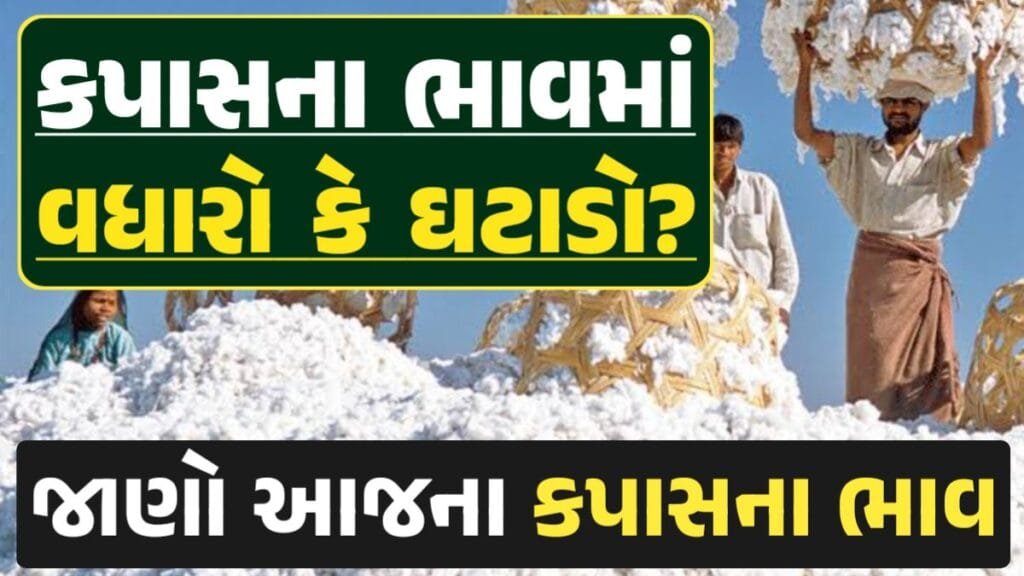 આજના કપાસ ના ભાવ, કપાસ ભાવ, Cotton Price 2024, કપાસના ભાવ, કપાસના બજાર ભાવ, Cotton Rate, કપાસના બજાર ભાવ 2024, Cotton Price 2024, Loksahay.com