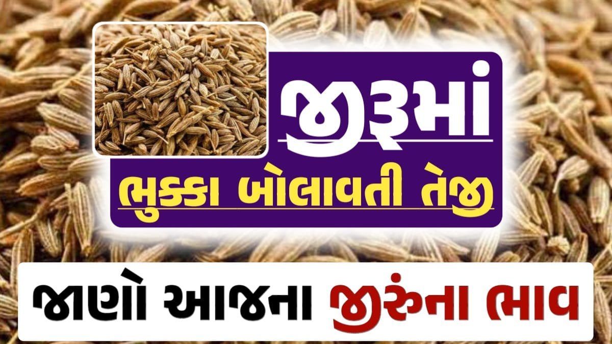 જીરાના ભાવ, જીરુંના બજાર ભાવ, Today Jiru Price, આજના જીરૂંના ભાવ, ઊંઝા જીરૂંના ભાવ, Unjha Jeera Price, જીરુંના ભાવ, જીરું ભાવ 2024, જીરુ, jeeru, jeera Price, જીરું, loksahay.com