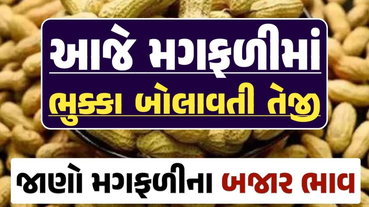 મગફળી, મગફળીના ભાવ, મગફળીના બજાર ભાવ, જીણી મગફળી, જાડી મગફળી, Magfali, magfali na bhav, magafali 2024, magfali apmc rate, magfali price, magfali rate, loksahay.com