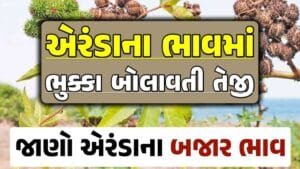 એરંડાના બજાર ભાવ 2024, Eranda Price 2024, એરંડા ભાવ 2024, આજના એરંડાના બજાર ભાવ, એરંડાના ભાવ, બજાર ભાવ, એરંડામાં તેજી, એરંડા ભાવ, loksahay.com