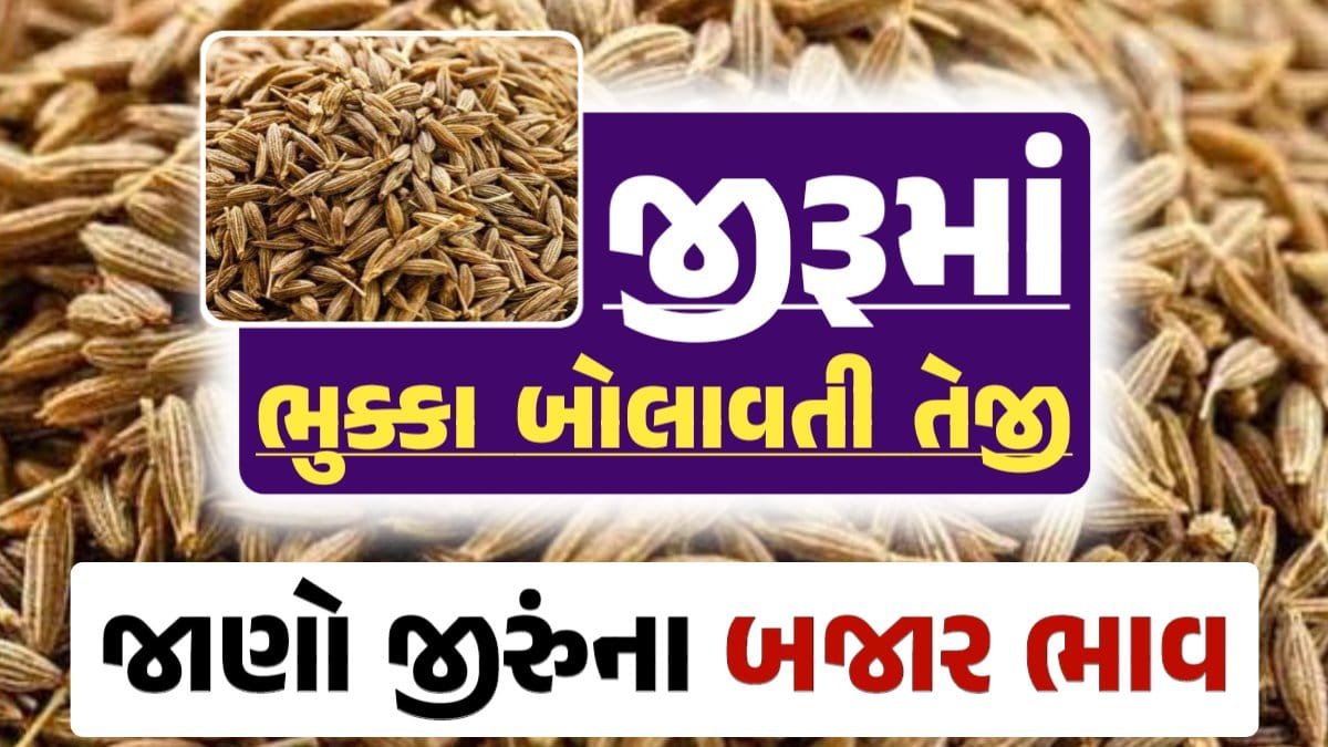 જીરું ભાવ 2024, Jiru Price, જીરુંના બજાર ભાવ, Today Jiru Price, આજના જીરૂંના ભાવ, ઊંઝા જીરૂંના ભાવ, Unjha Jeera Price, જીરુંના ભાવ, જીરું ભાવ 2024, જીરુ, jeeru, jeera, loksahay.com