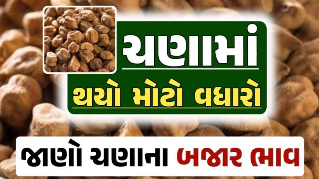 ચણા ભાવ 2024, Chickpeas Price, ચણાના બજાર ભાવ, Today Chickpeas Price, આજના ચણાના ભાવ, ઊંઝા ચણાના ભાવ, Unjha Chickpeas Price, ચણાના ભાવ, ચણા ભાવ 2024, ચણા, Chana, Chickpeas, loksahay.com