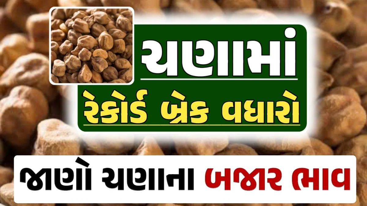 ચણા ભાવ 2024, Chickpeas Price, ચણાના બજાર ભાવ, Today Chickpeas Price, આજના ચણાના ભાવ, ઊંઝા ચણાના ભાવ, Unjha Chickpeas Price, ચણાના ભાવ, ચણા ભાવ 2024, ચણા, Chana, Chickpeas, loksahay.com