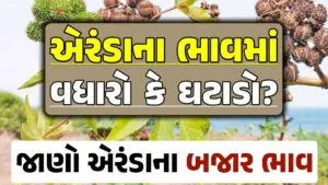 એરંડાના બજાર ભાવ 2024, Eranda Price 2024, એરંડા ભાવ 2024, આજના એરંડાના બજાર ભાવ, એરંડાના ભાવ, બજાર ભાવ, એરંડામાં તેજી, એરંડા ભાવ, loksahay.com