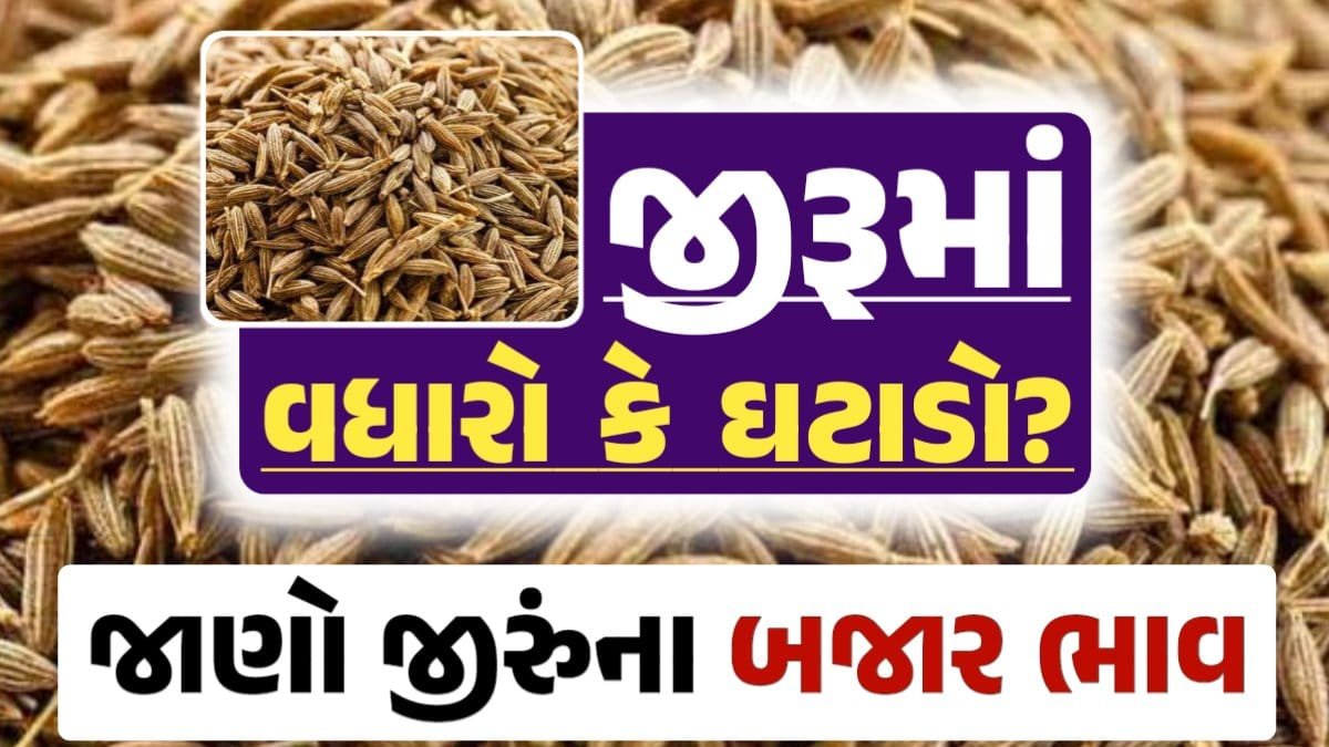 જીરાના ભાવ, જીરુંના બજાર ભાવ, Today Jiru Price, આજના જીરૂંના ભાવ, ઊંઝા જીરૂંના ભાવ, Unjha Jeera Price, જીરુંના ભાવ, જીરું ભાવ 2024, જીરુ, jeeru, jeera Price, જીરું, loksahay.com