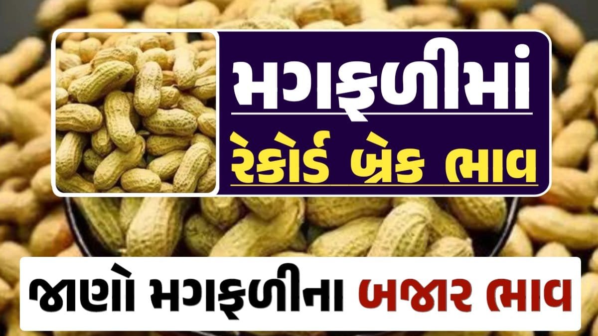 મગફળી, મગફળીના ભાવ, મગફળીના બજાર ભાવ, જીણી મગફળી, જાડી મગફળી, Magfali, magfali na bhav, magafali 2024, magfali apmc rate, magfali price, magfali rate, loksahay.com