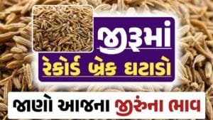 જીરાના ભાવ, જીરુંના બજાર ભાવ, Today Jiru Price, આજના જીરૂંના ભાવ, ઊંઝા જીરૂંના ભાવ, Unjha Jeera Price, જીરુંના ભાવ, જીરું ભાવ 2024, જીરુ, jeeru, jeera Price, જીરું, loksahay.com