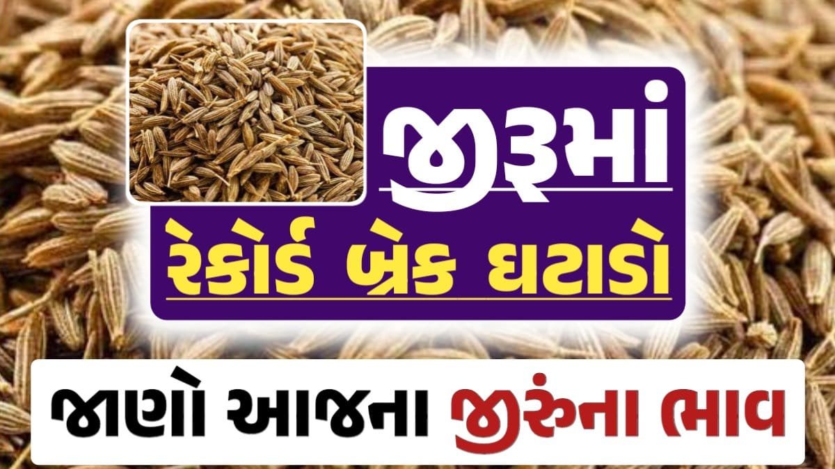 જીરાના ભાવ, જીરુંના બજાર ભાવ, Today Jiru Price, આજના જીરૂંના ભાવ, ઊંઝા જીરૂંના ભાવ, Unjha Jeera Price, જીરુંના ભાવ, જીરું ભાવ 2024, જીરુ, jeeru, jeera Price, જીરું, loksahay.com