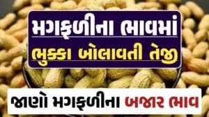 મગફળી, મગફળીના ભાવ, મગફળીના બજાર ભાવ, જીણી મગફળી, જાડી મગફળી, Magfali, magfali na bhav, magafali 2024, magfali apmc rate, magfali price, magfali rate, loksahay.com