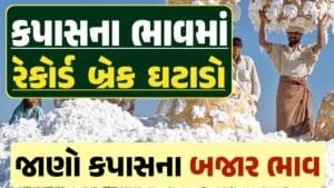 આજના કપાસ ના ભાવ, કપાસ ભાવ, Cotton Price 2024, કપાસના ભાવ, કપાસના બજાર ભાવ, Cotton Rate, કપાસના બજાર ભાવ 2024, Cotton Price 2024, Loksahay.com