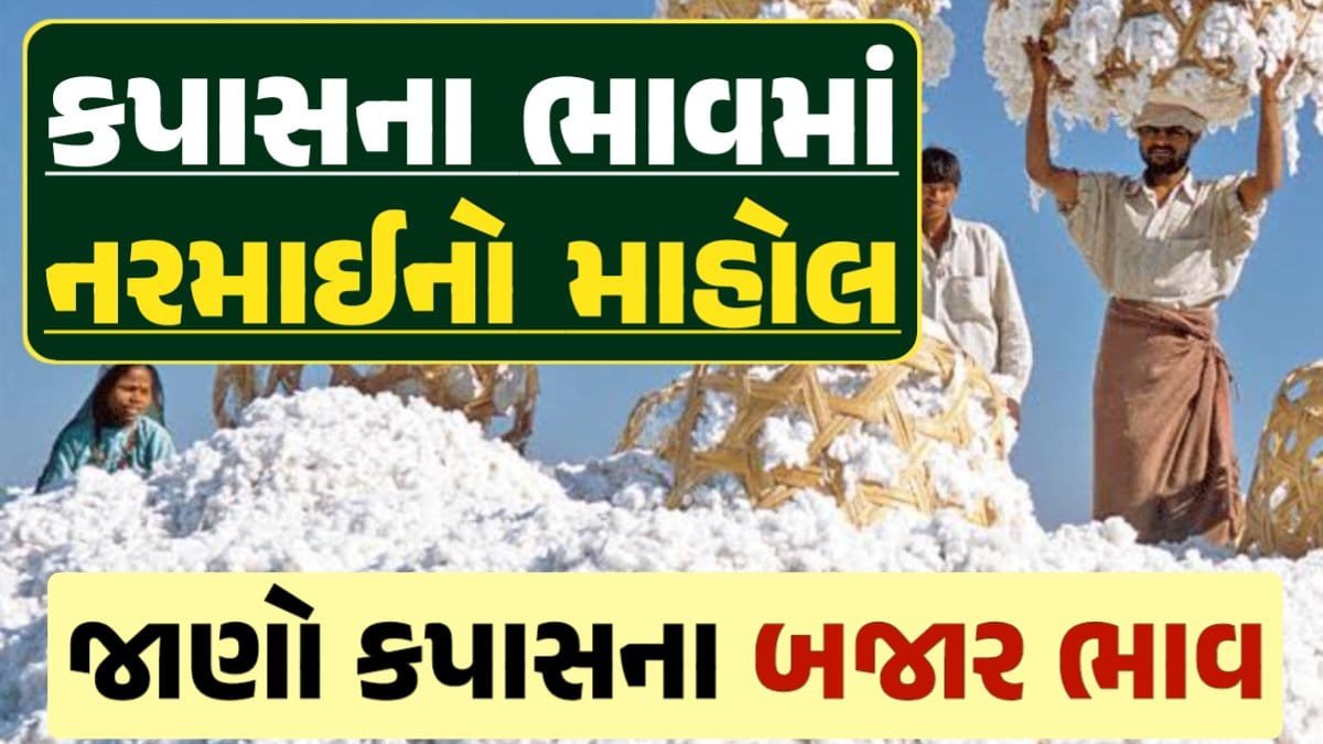 આજના કપાસ ના ભાવ, કપાસ ભાવ, Cotton Price 2024, કપાસના ભાવ, કપાસના બજાર ભાવ, Cotton Rate, કપાસના બજાર ભાવ 2024, Cotton Price 2024, Loksahay.com