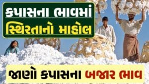 આજના કપાસ ના ભાવ, કપાસ ભાવ, Cotton Price 2024, કપાસના ભાવ, કપાસના બજાર ભાવ, Cotton Rate, કપાસના બજાર ભાવ 2024, Cotton Price 2024, Loksahay.com