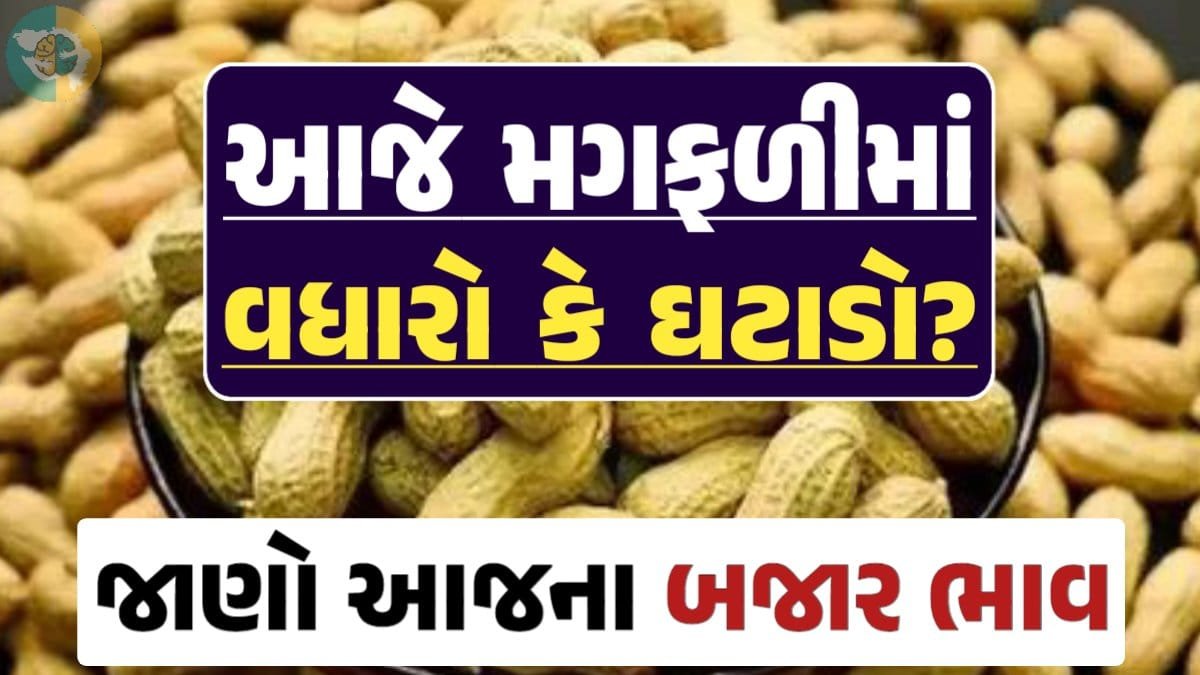 મગફળી, મગફળીના ભાવ, મગફળીના બજાર ભાવ, જીણી મગફળી, જાડી મગફળી, Magfali, magfali na bhav, magafali 2024, magfali apmc rate, magfali price, magfali rate, loksahay.com