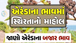 Eranda Price 2024, એરંડા ભાવ 2024, આજના એરંડાના બજાર ભાવ, એરંડાના ભાવ, બજાર ભાવ, એરંડામાં તેજી, એરંડા ભાવ, loksahay.com
